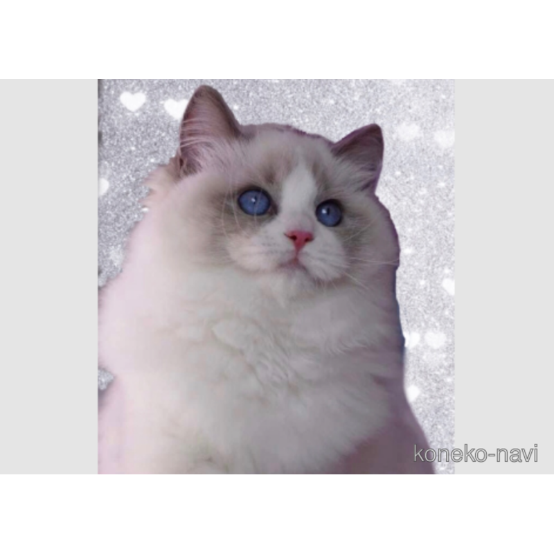 パールちゃん1枚目